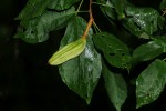 Glyphaea tomentosa
