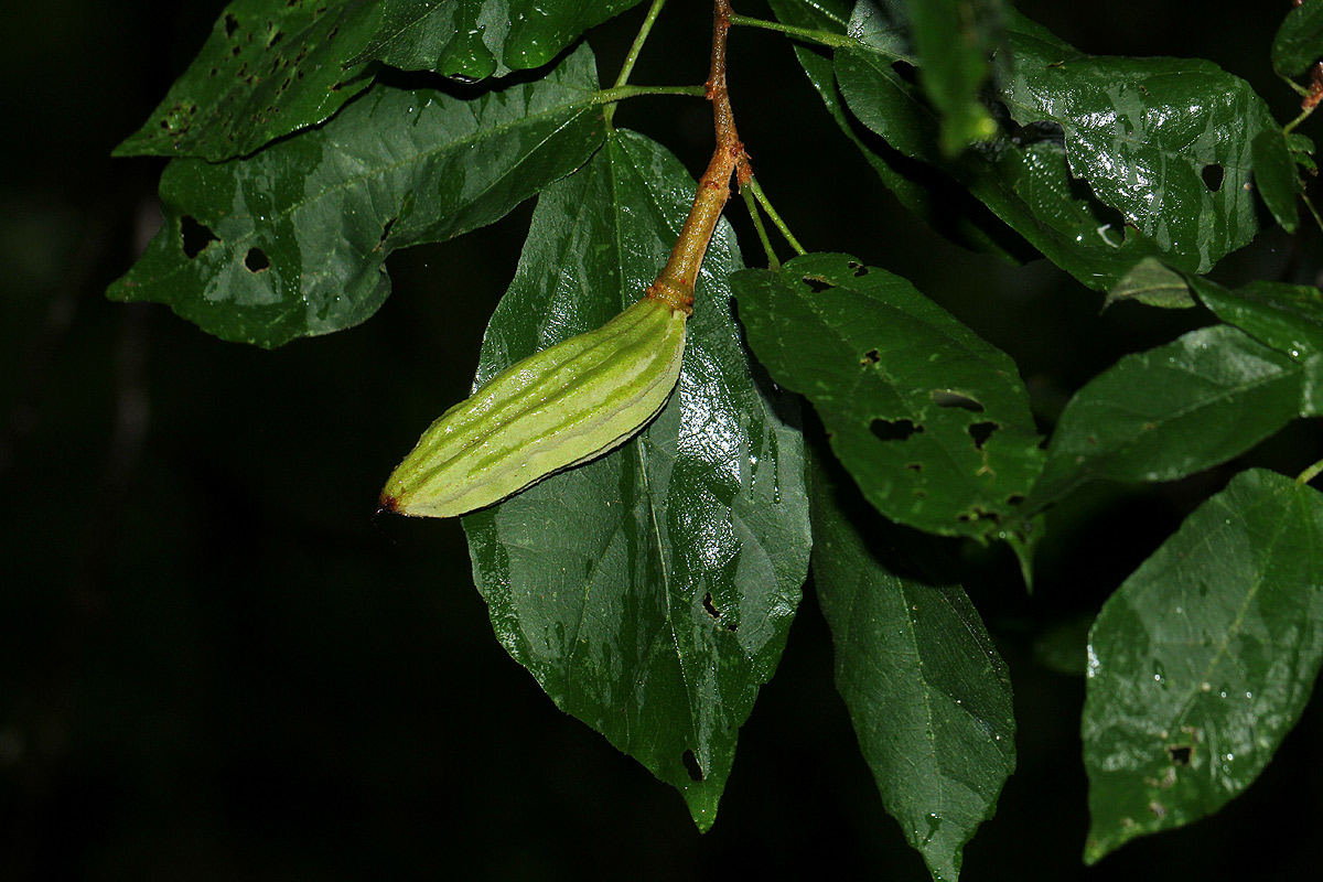 Glyphaea tomentosa
