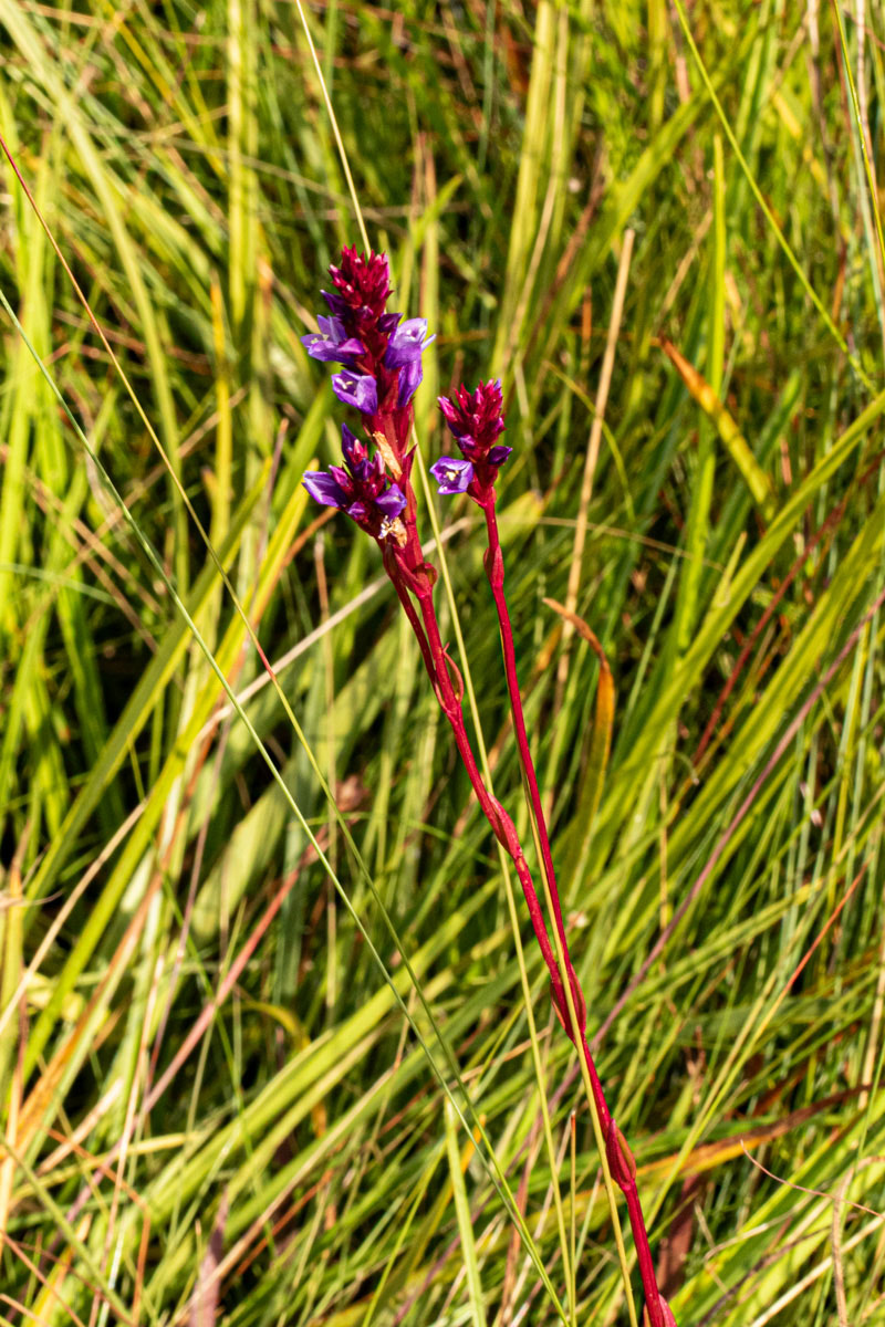 Neurotheca congolana