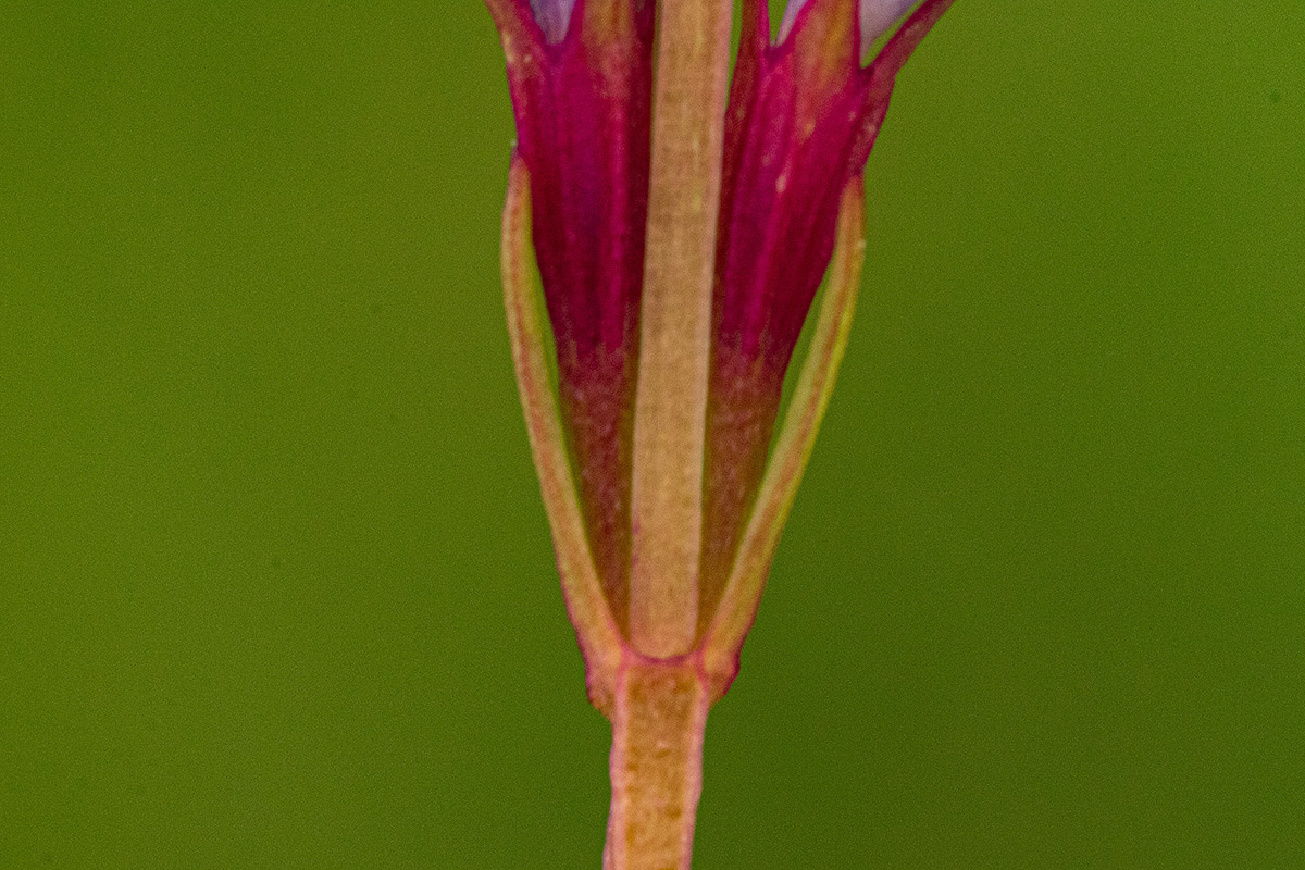 Neurotheca congolana