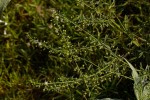 Scoparia dulcis