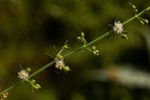 Scoparia dulcis