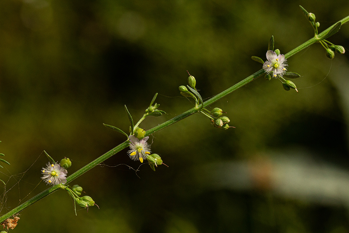 Scoparia dulcis