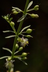 Scoparia dulcis
