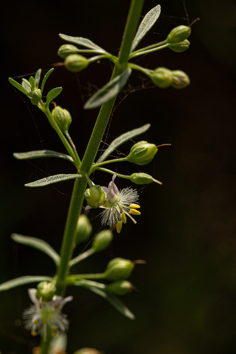 Scoparia dulcis