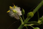 Scoparia dulcis
