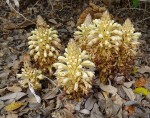 Cistanche tinctoria