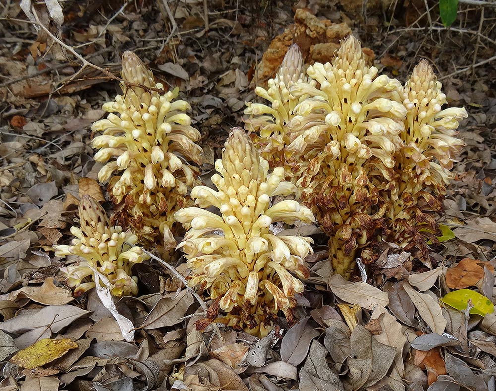 Cistanche tinctoria