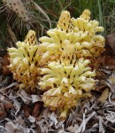 Cistanche tinctoria