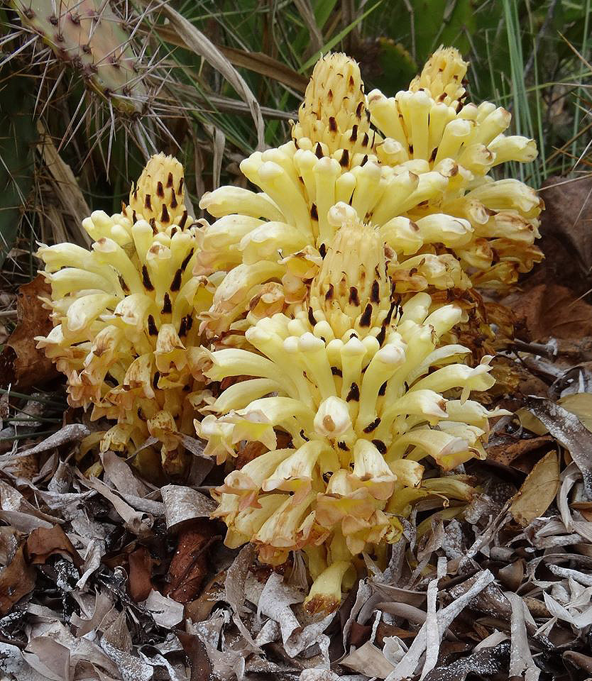 Cistanche tinctoria