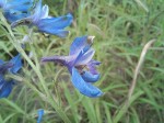 Delphinium dasycaulon