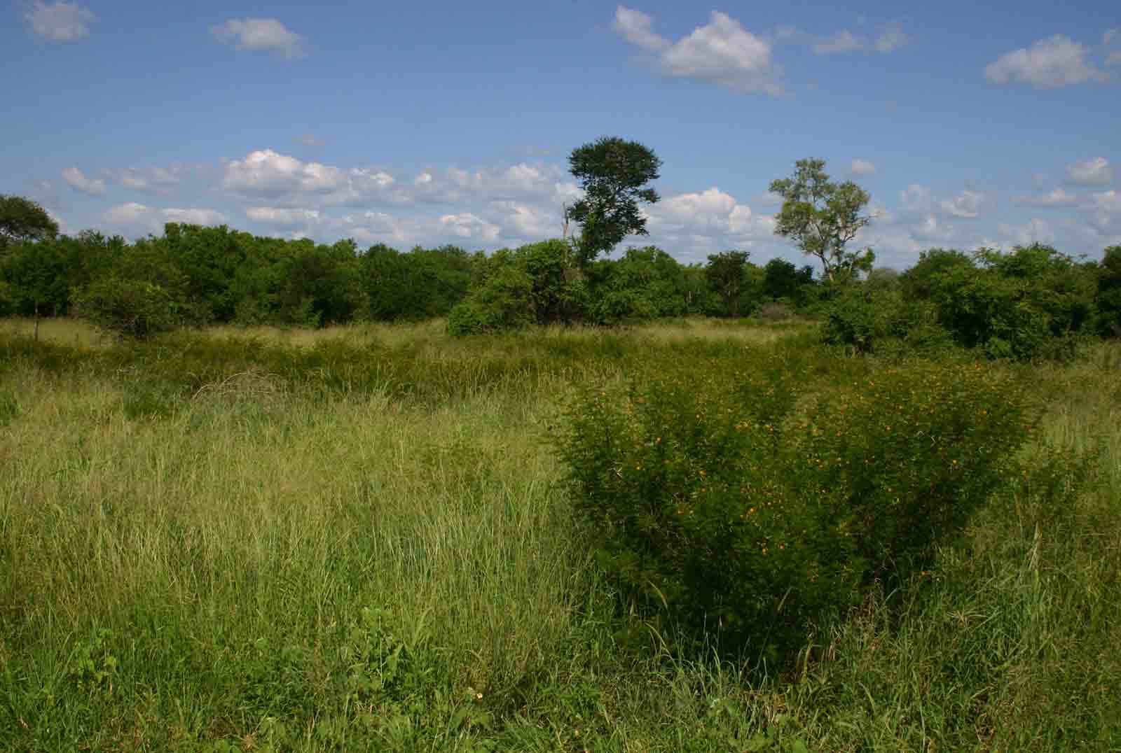Acacia torrei