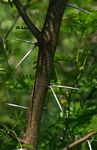 Acacia torrei