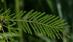 Acacia torrei