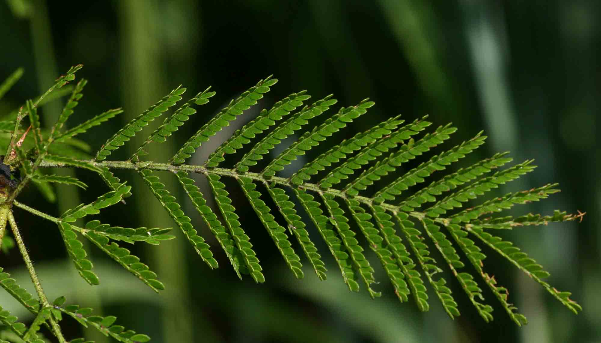 Acacia torrei