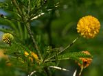Acacia torrei