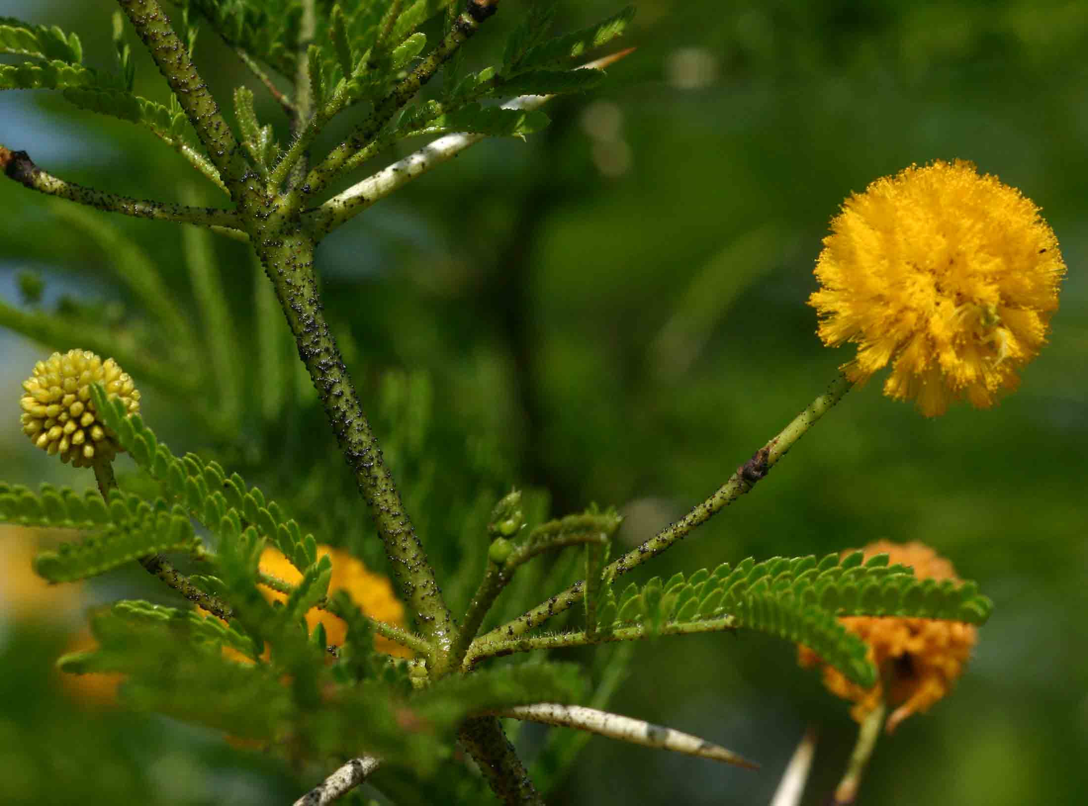 Acacia torrei