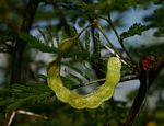 Acacia torrei