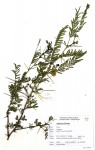 Acacia torrei