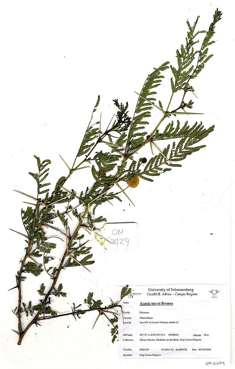 Acacia torrei