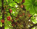 Couroupita guianensis