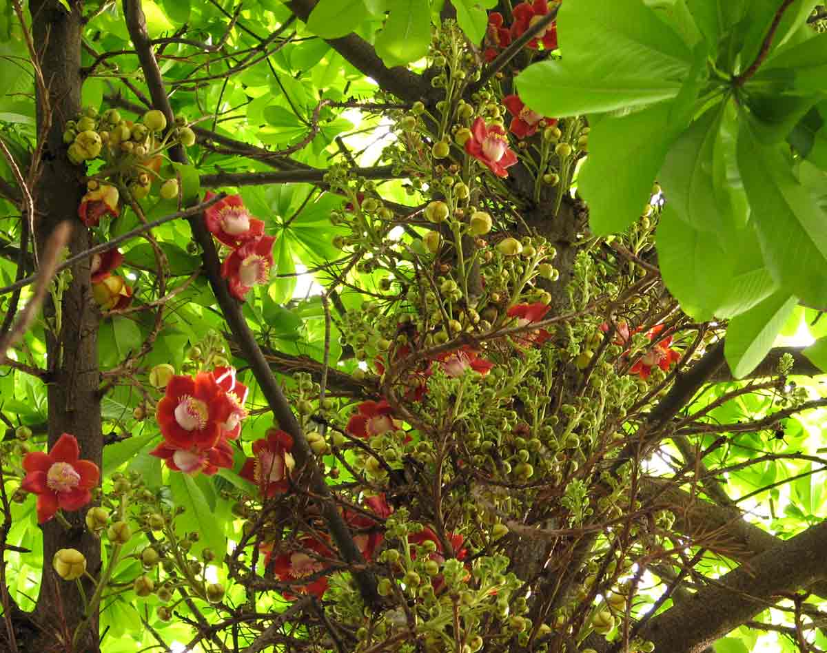 Couroupita guianensis