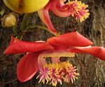 Couroupita guianensis