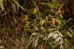 Bidens pinnatipartita