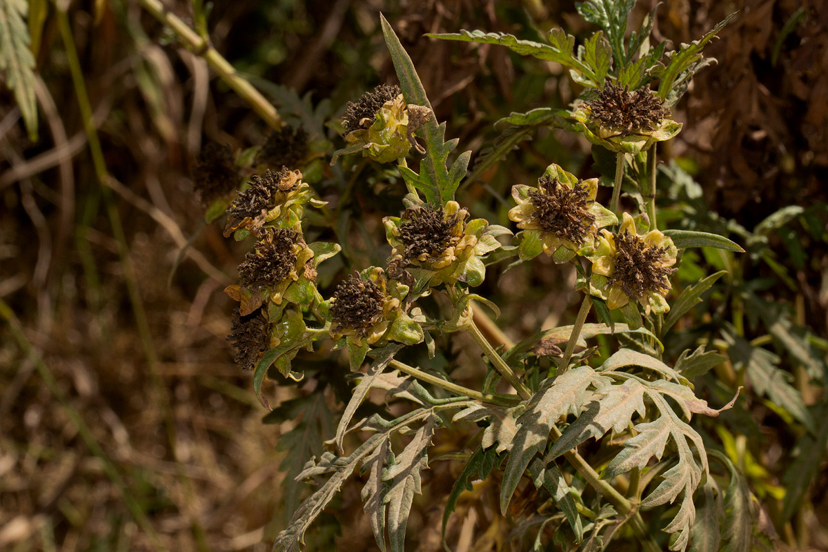 Bidens pinnatipartita