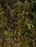 Bidens pinnatipartita