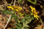 Bidens pinnatipartita