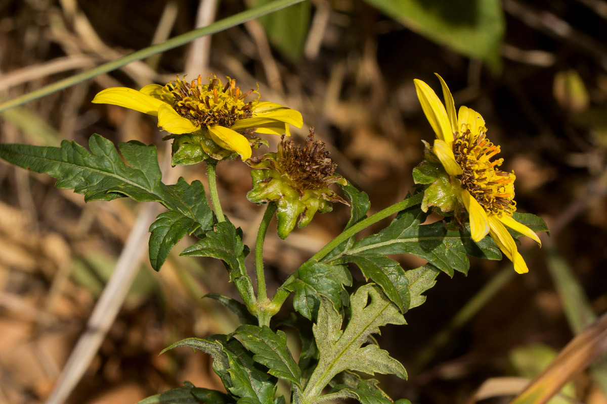 Bidens pinnatipartita