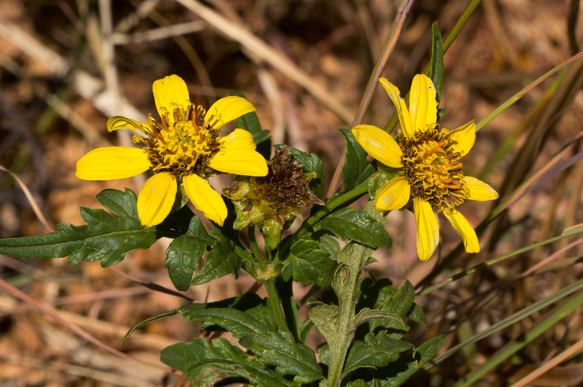 Bidens pinnatipartita