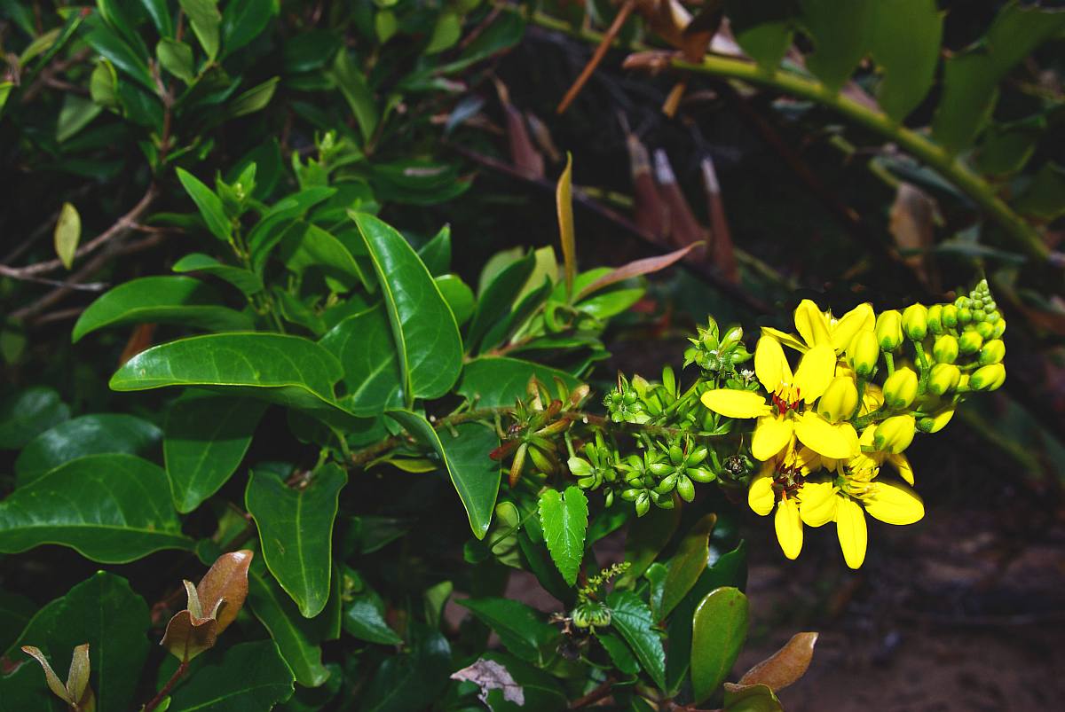 Tristellateia africana