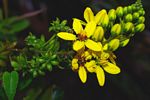 Tristellateia africana