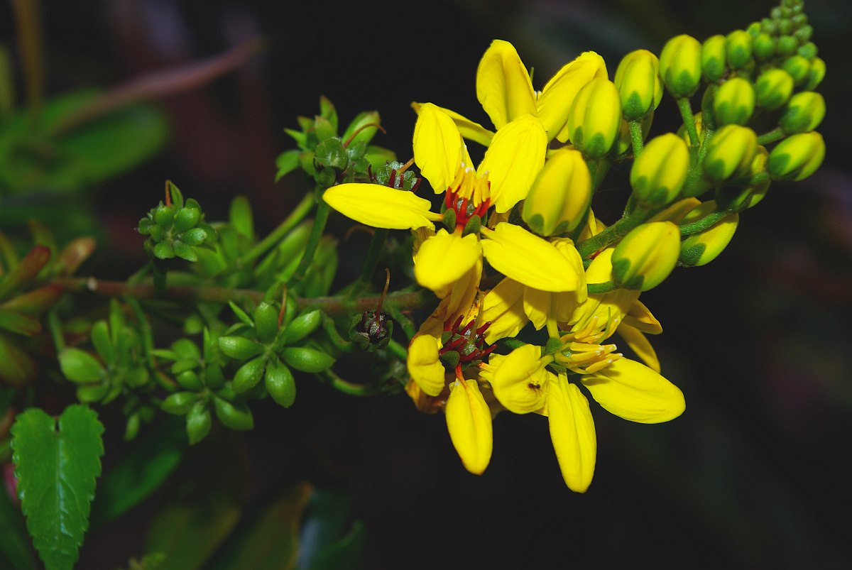 Tristellateia africana