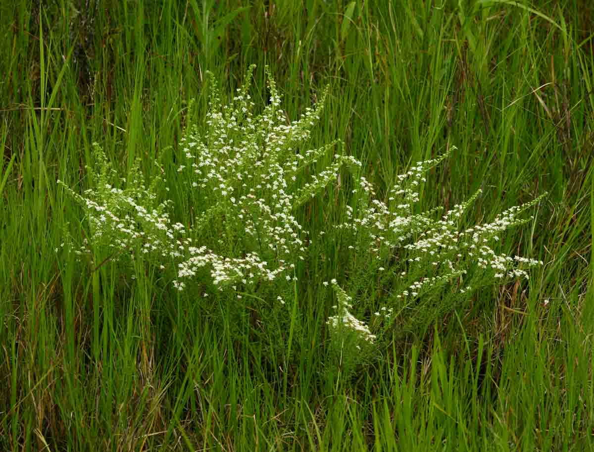Selago lacunosa