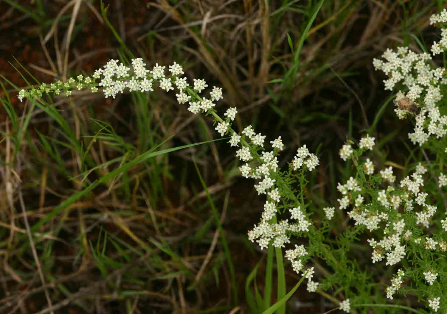 Selago lacunosa