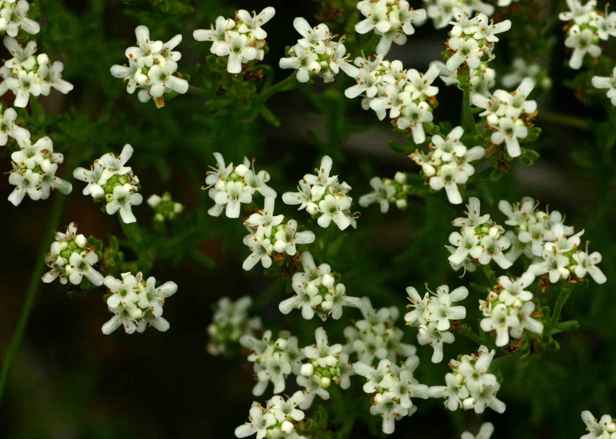 Selago lacunosa