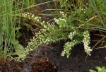 Selago lacunosa