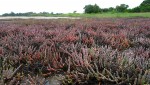 Halosarcia indica