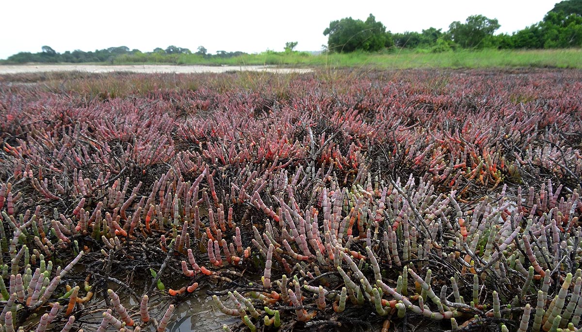 Halosarcia indica