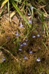 Lobelia trullifolia subsp. trullifolia