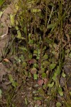 Lobelia trullifolia subsp. trullifolia
