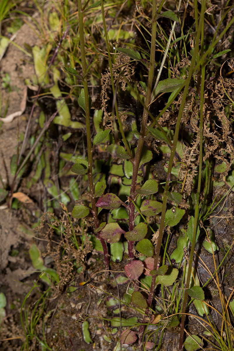 Lobelia trullifolia subsp. trullifolia