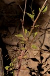 Lobelia trullifolia subsp. trullifolia