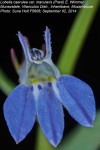Lobelia caerulea var. macularis