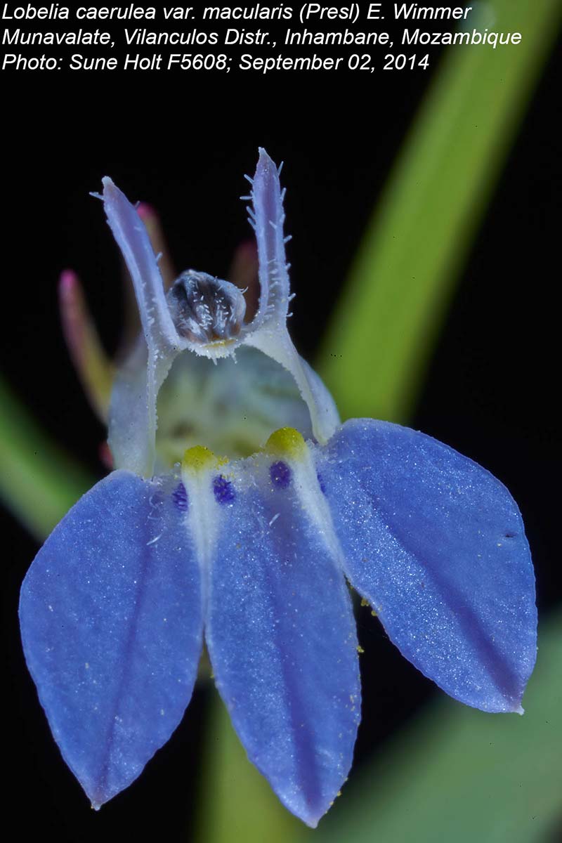 Lobelia caerulea var. macularis