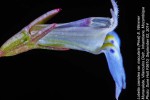 Lobelia caerulea var. macularis