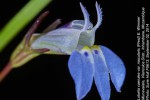 Lobelia caerulea var. macularis
